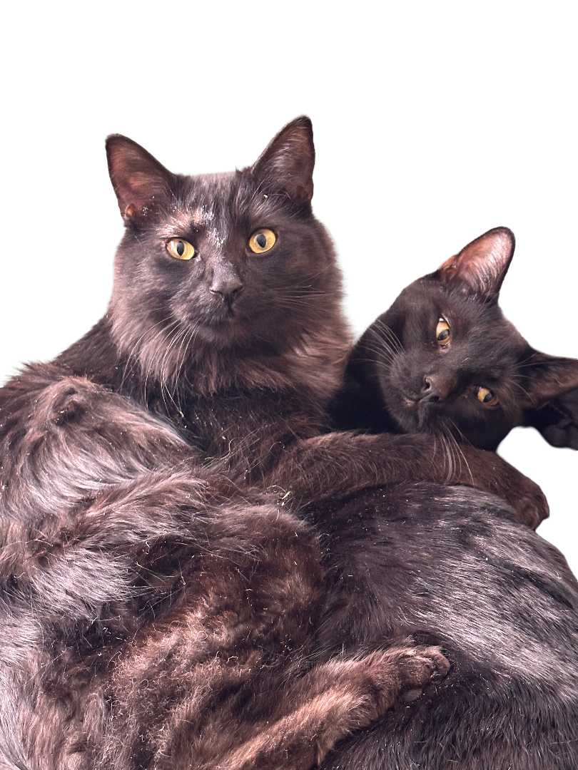 Hippie-Hounds Cat CBD